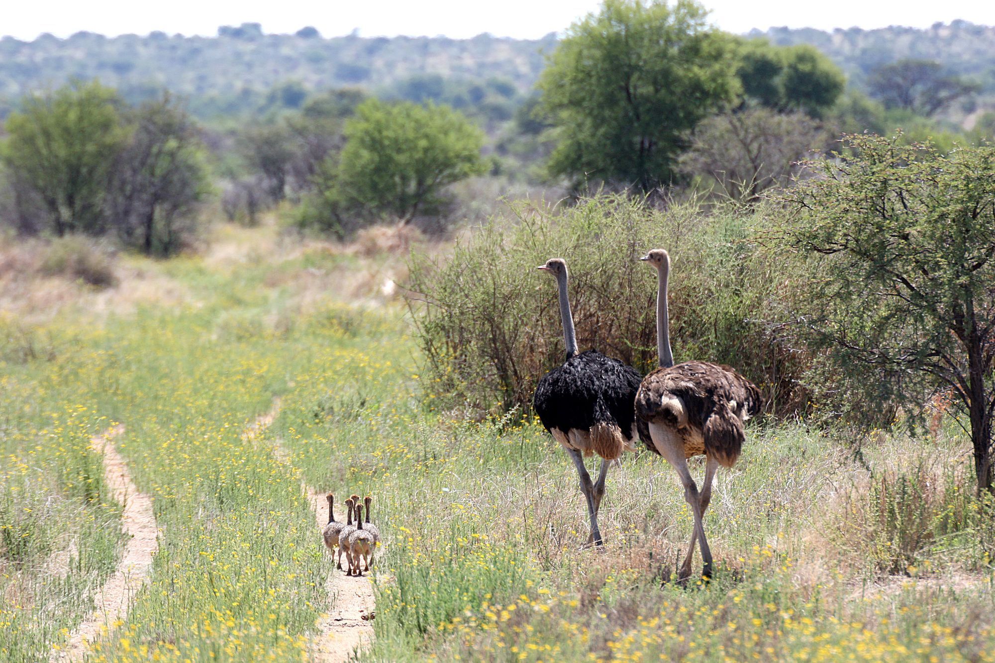 Ondekaremba Lodge Windhoek Ngoại thất bức ảnh