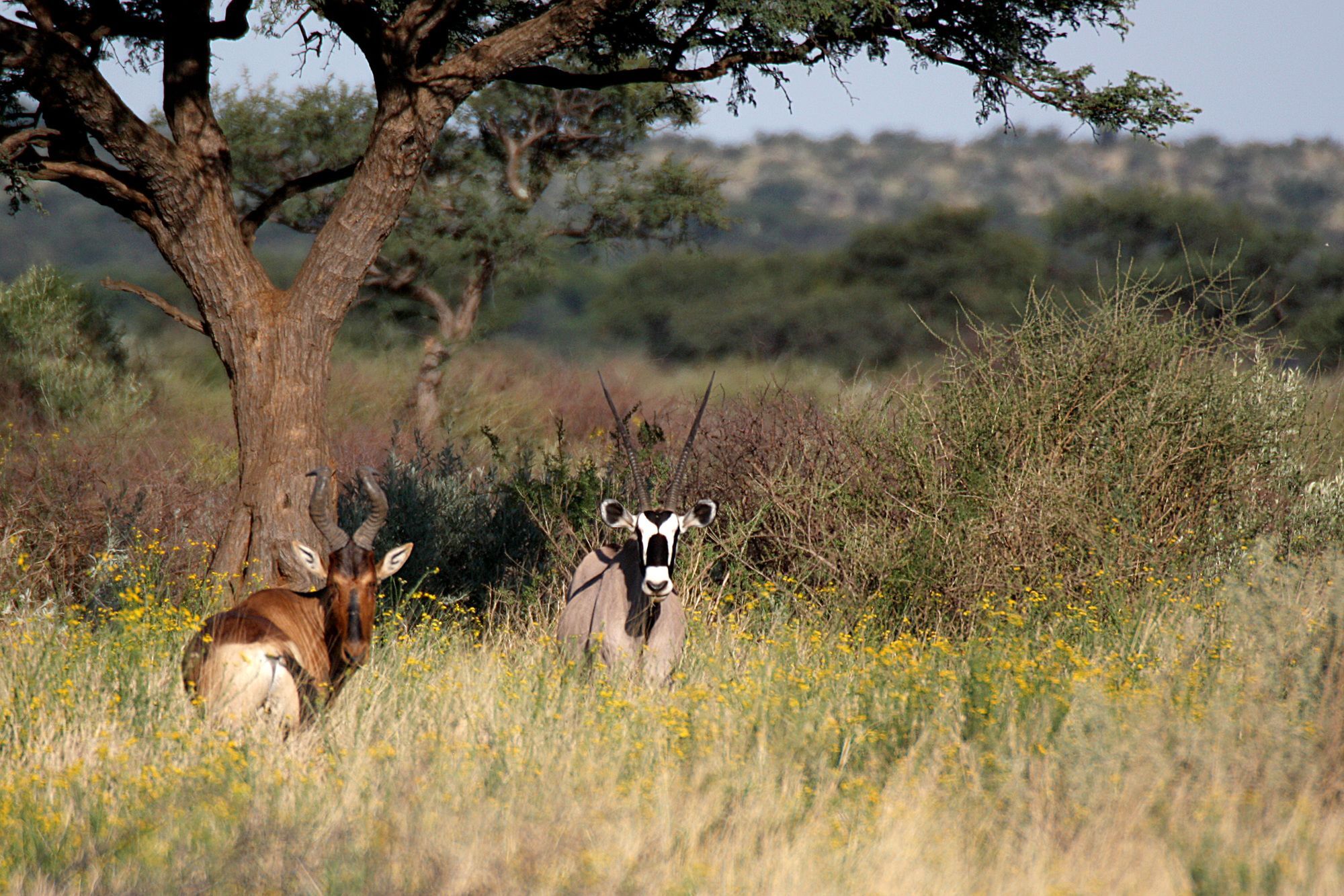 Ondekaremba Lodge Windhoek Ngoại thất bức ảnh